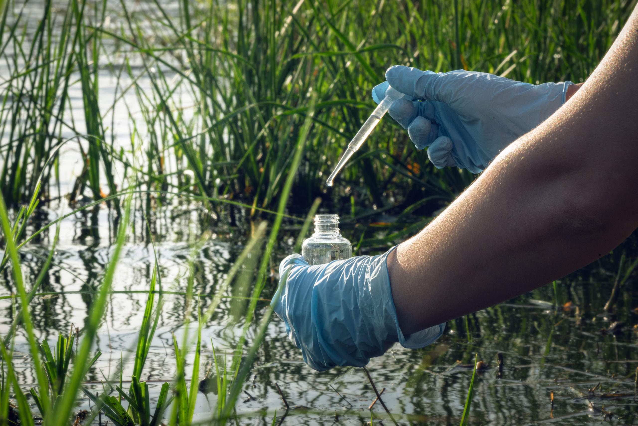 Scientist takes a water sample from polluted pond.