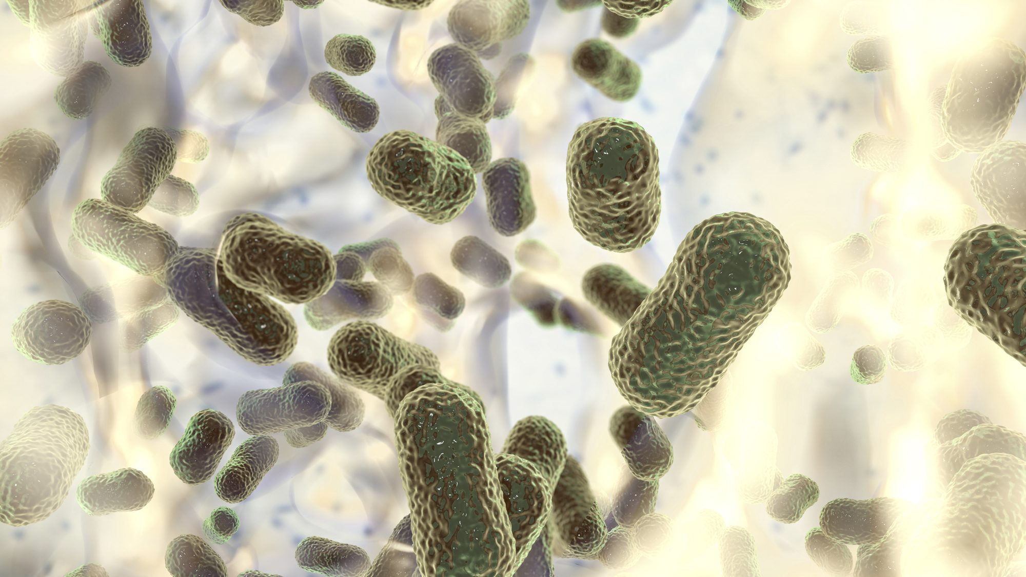 Biofilm of bacteria Acinetobacter baumanni